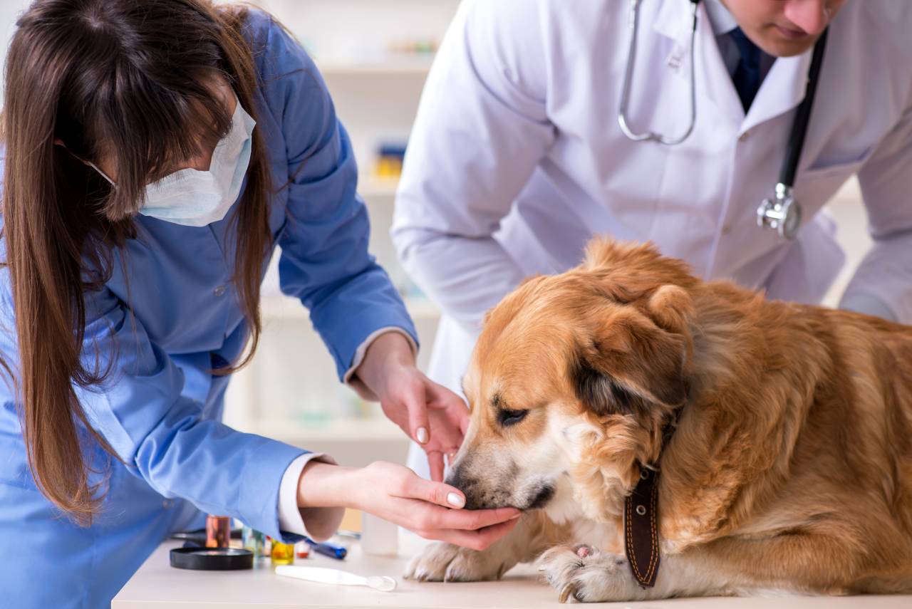 Očkování psa - cestování do zahraničí se psem